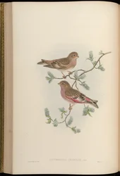 Erythrospiza incarnata = Bucanetes mongolicus